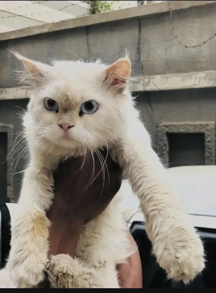 male cat  blue eyes — photo 2