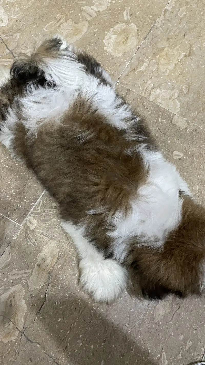 Premium quality shih tzu puppy for sale — photo 4
