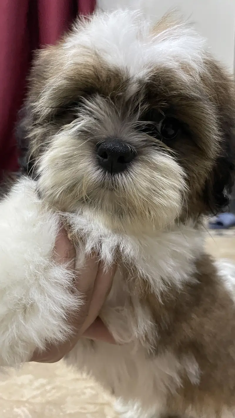 Premium quality shih tzu puppy for sale — photo 5