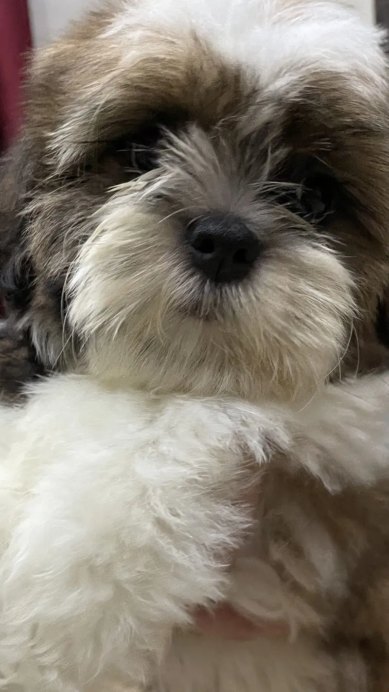 Premium quality shih tzu puppy for sale — photo 3