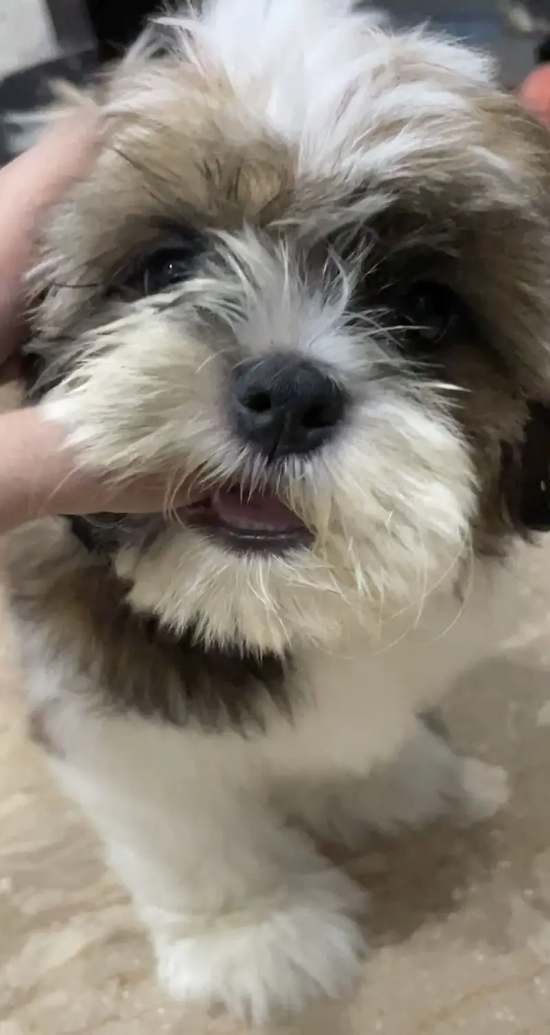 Premium quality shih tzu puppy for sale