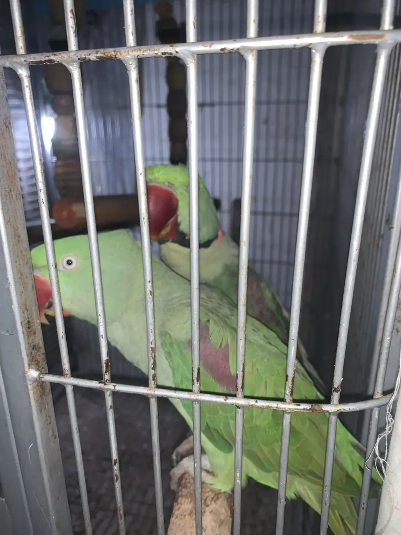 Raw parrots breeder pair jumbo size
