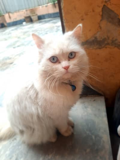White persian pair for sale [ Final]