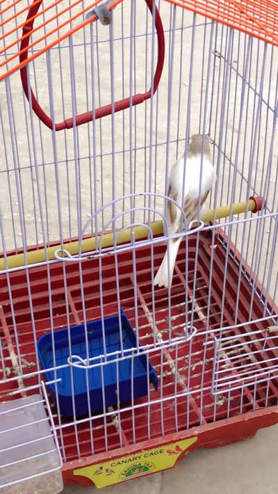 Canary for sale