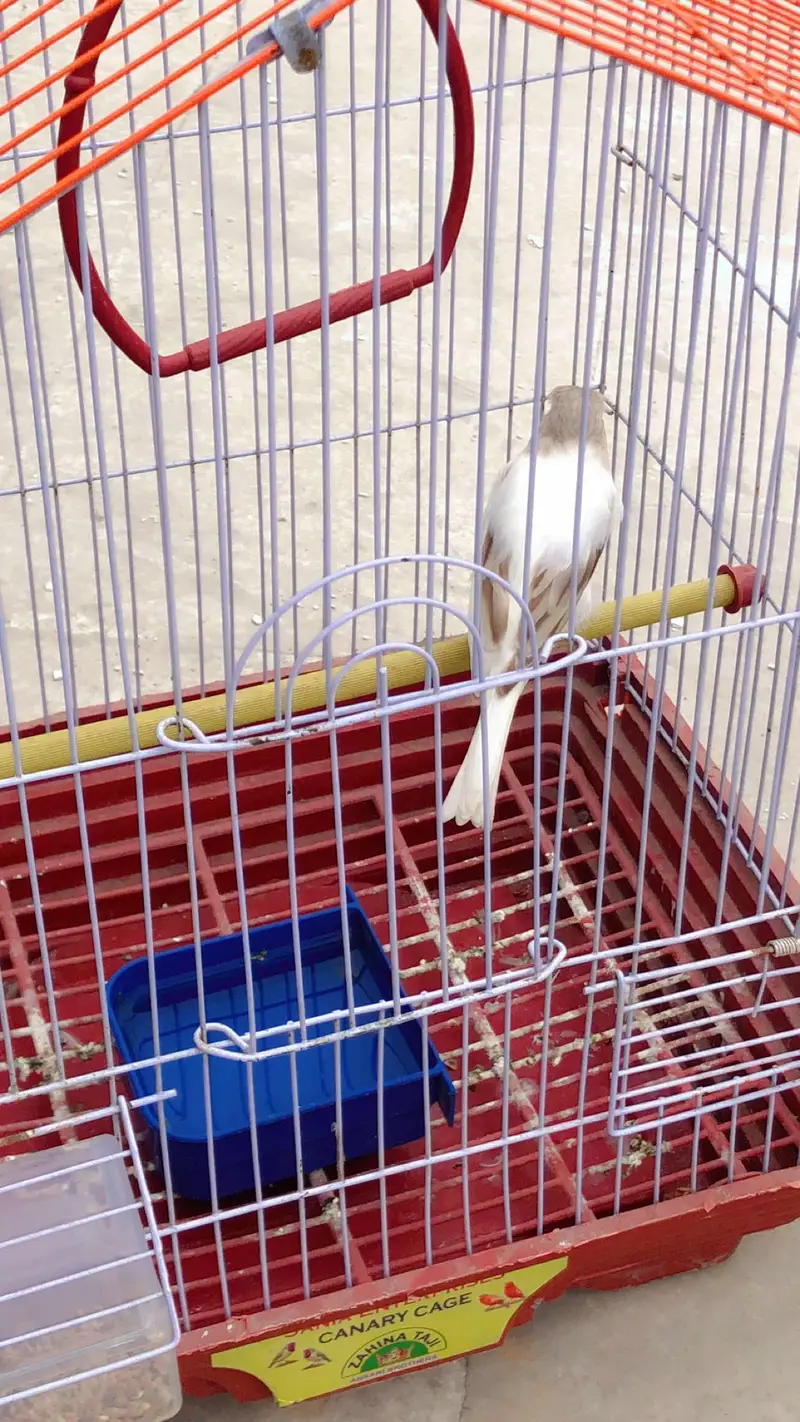 Canary for sale