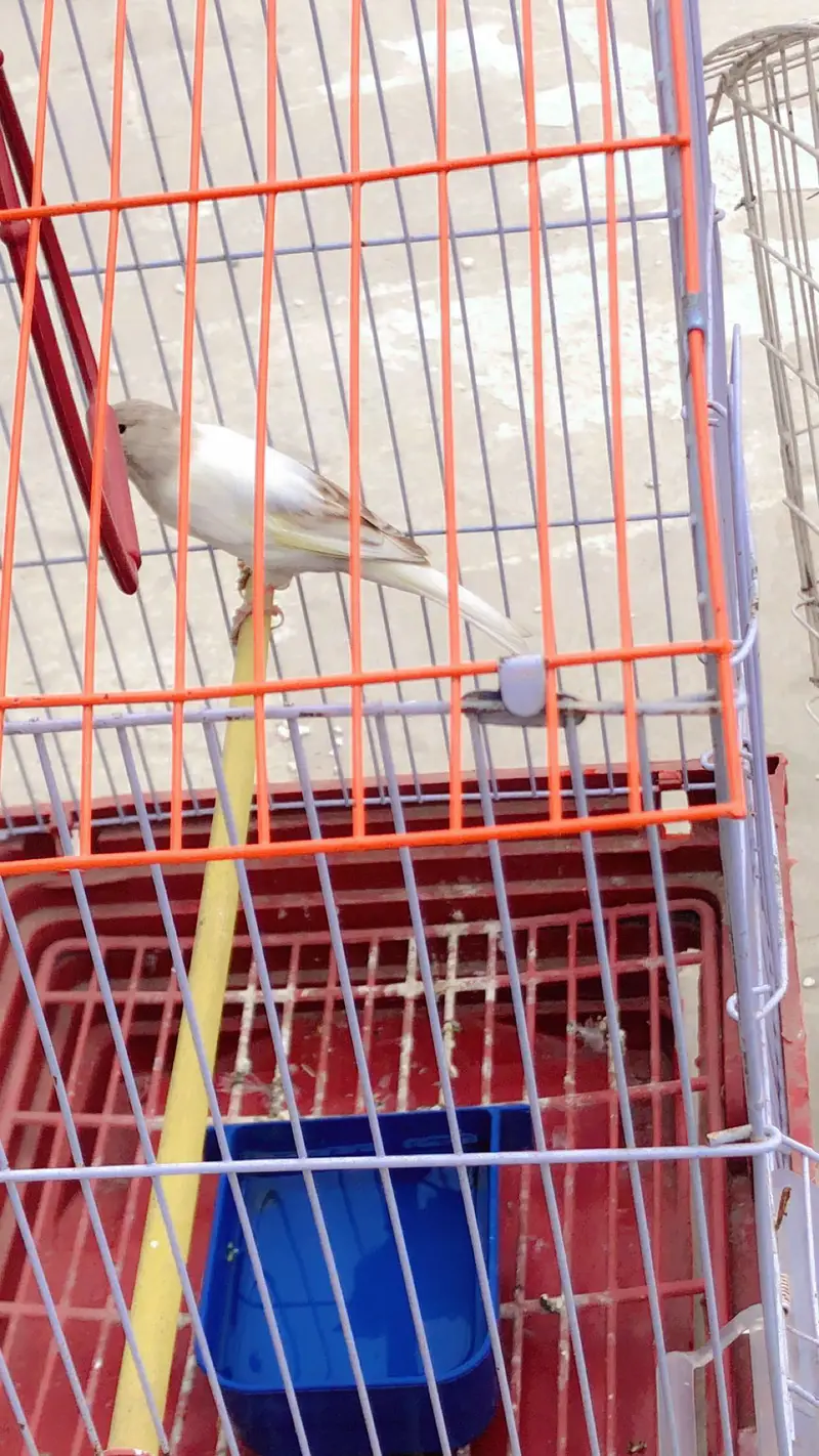 Canary for sale — photo 2