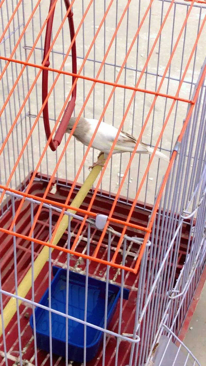 Canary for sale — photo 3