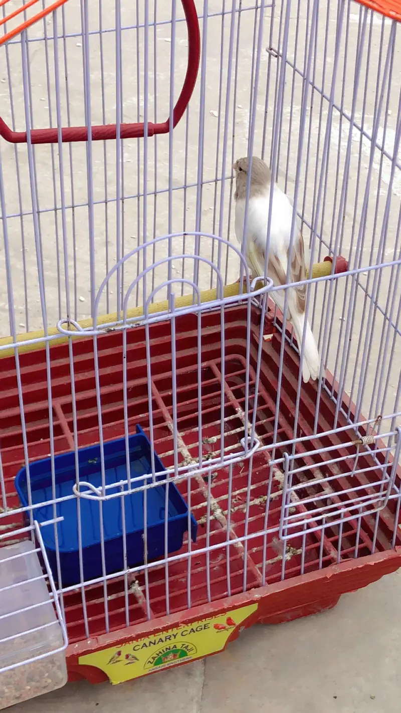 Canary for sale — photo 4