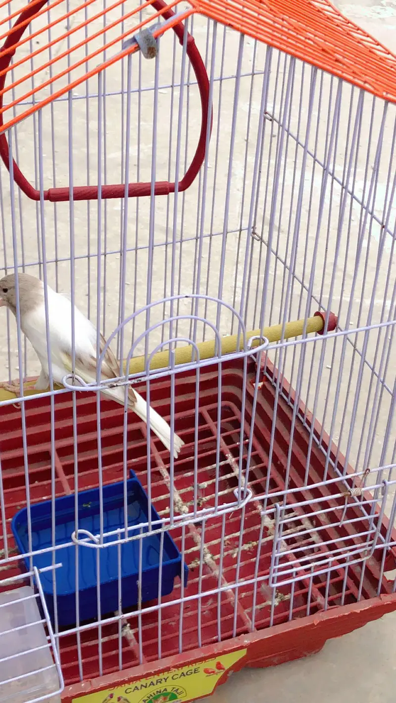 Canary for sale — photo 5