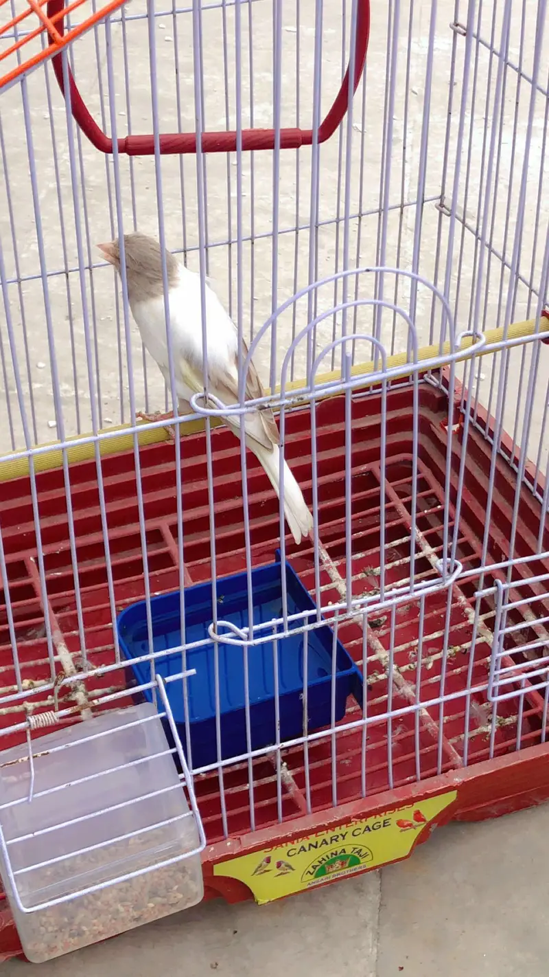 Canary for sale — photo 6