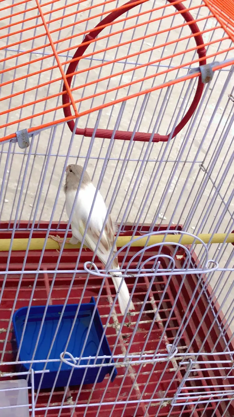 Canary for sale — photo 7