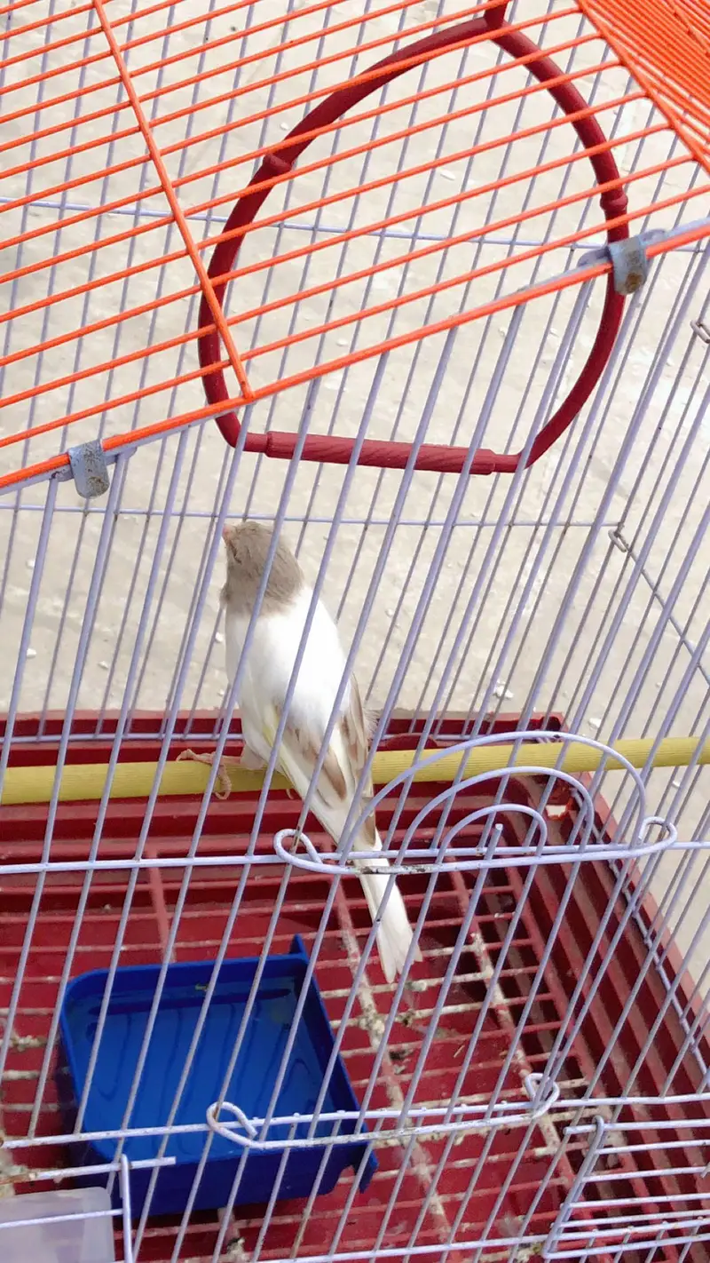 Canary for sale — photo 8