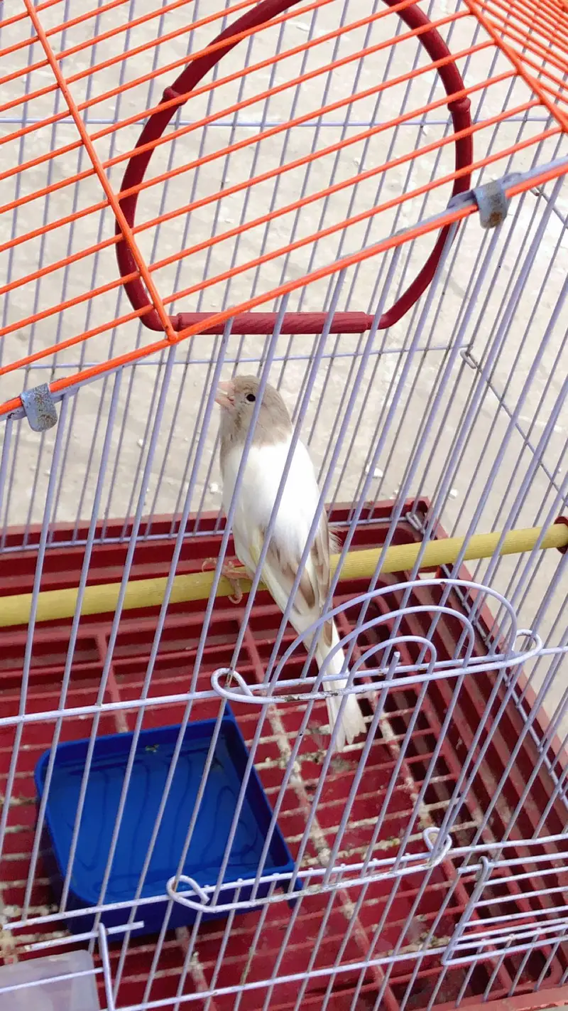 Canary for sale — photo 9