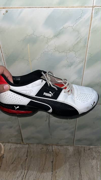 Original puma  2