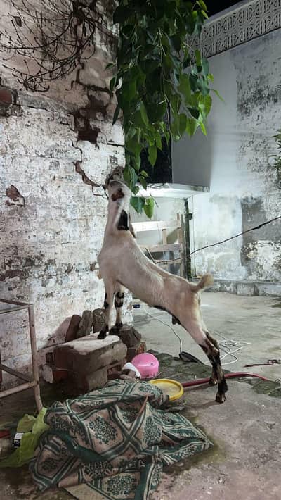Rajan Puri Bakra Kheera 5 monts Age