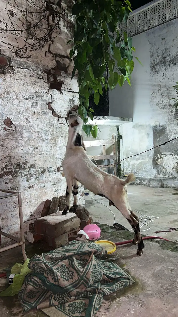 Rajan Puri Bakra Kheera 5 monts Age