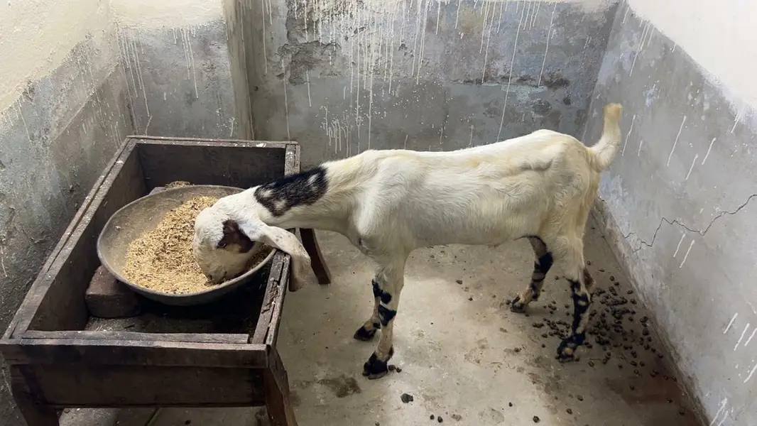 Rajan Puri Bakra Kheera 5 monts Age — photo 2