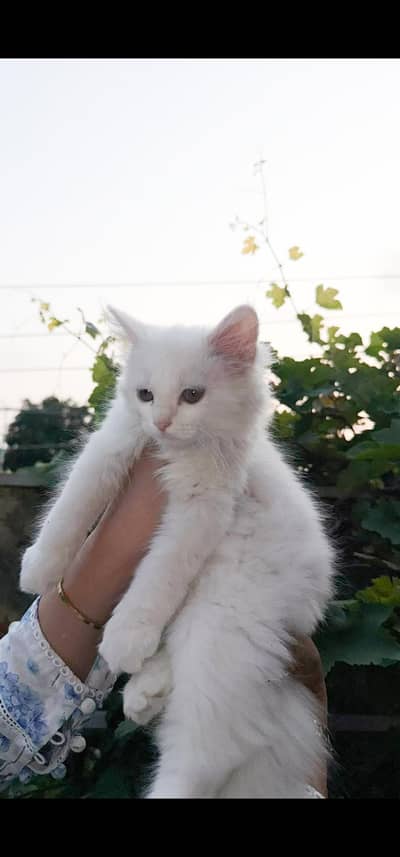 Persian Kitten triple coated. . . . Negotiable price