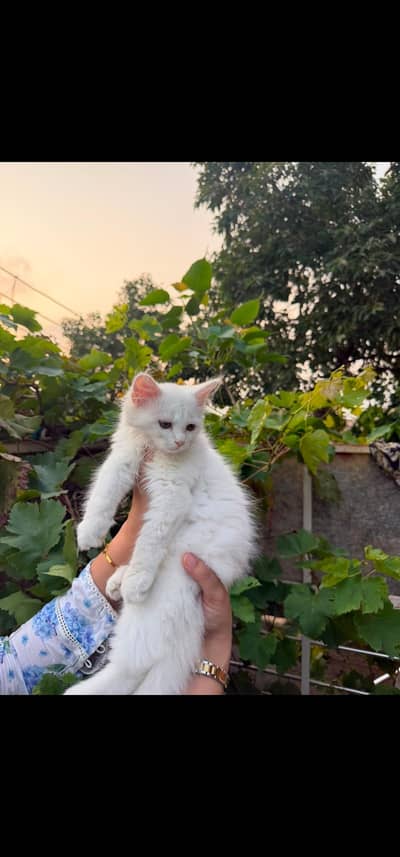 Persian Kitten triple coated. . . . Negotiable price