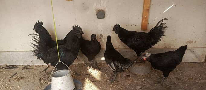 ayam cimani fertile eggs