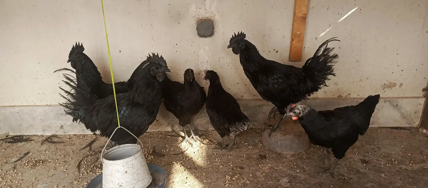 ayam cimani fertile eggs — photo 2