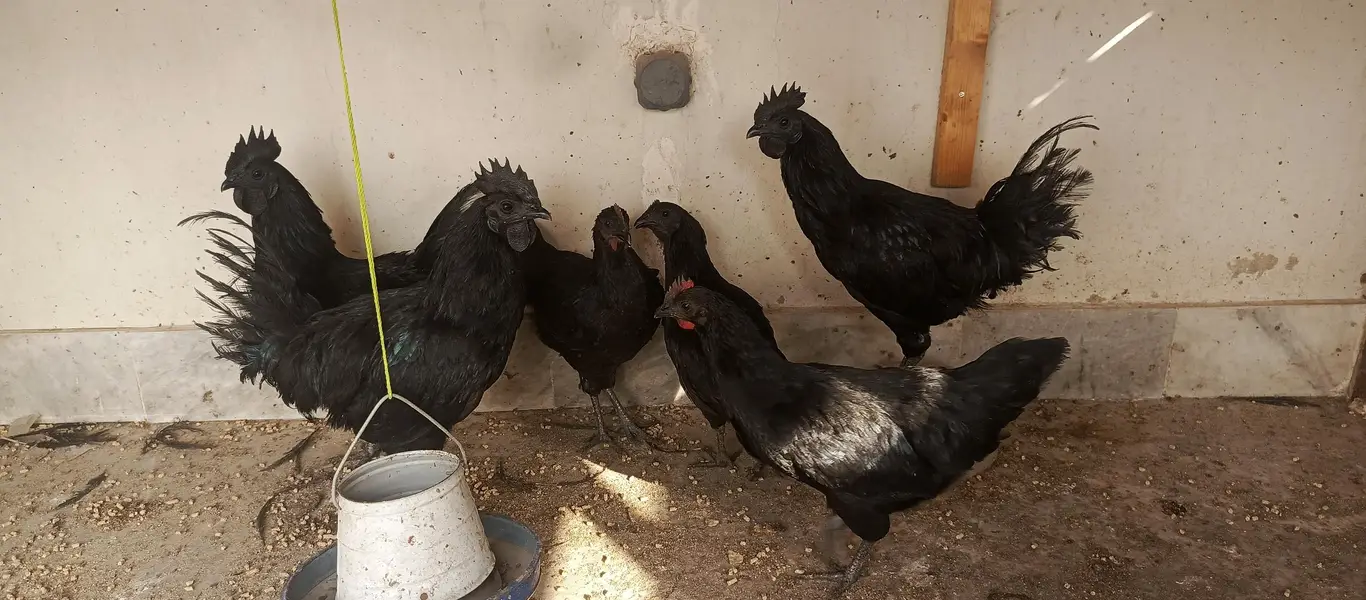 ayam cimani fertile eggs — photo 3
