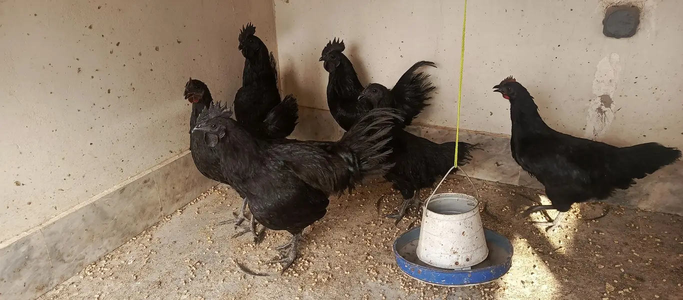 ayam cimani fertile eggs — photo 4