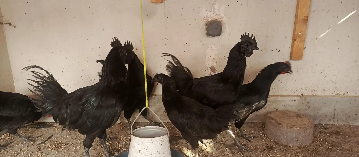 ayam cimani fertile eggs — photo 5