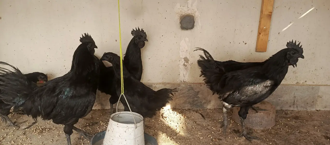 ayam cimani fertile eggs — photo 6