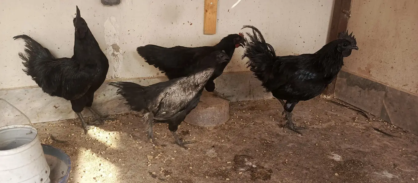 ayam cimani fertile eggs — photo 7