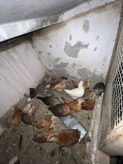 Golden misri  1 month 22 day age ha active chicks available ha