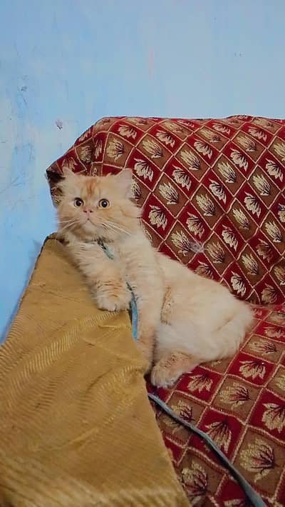 Persian cat