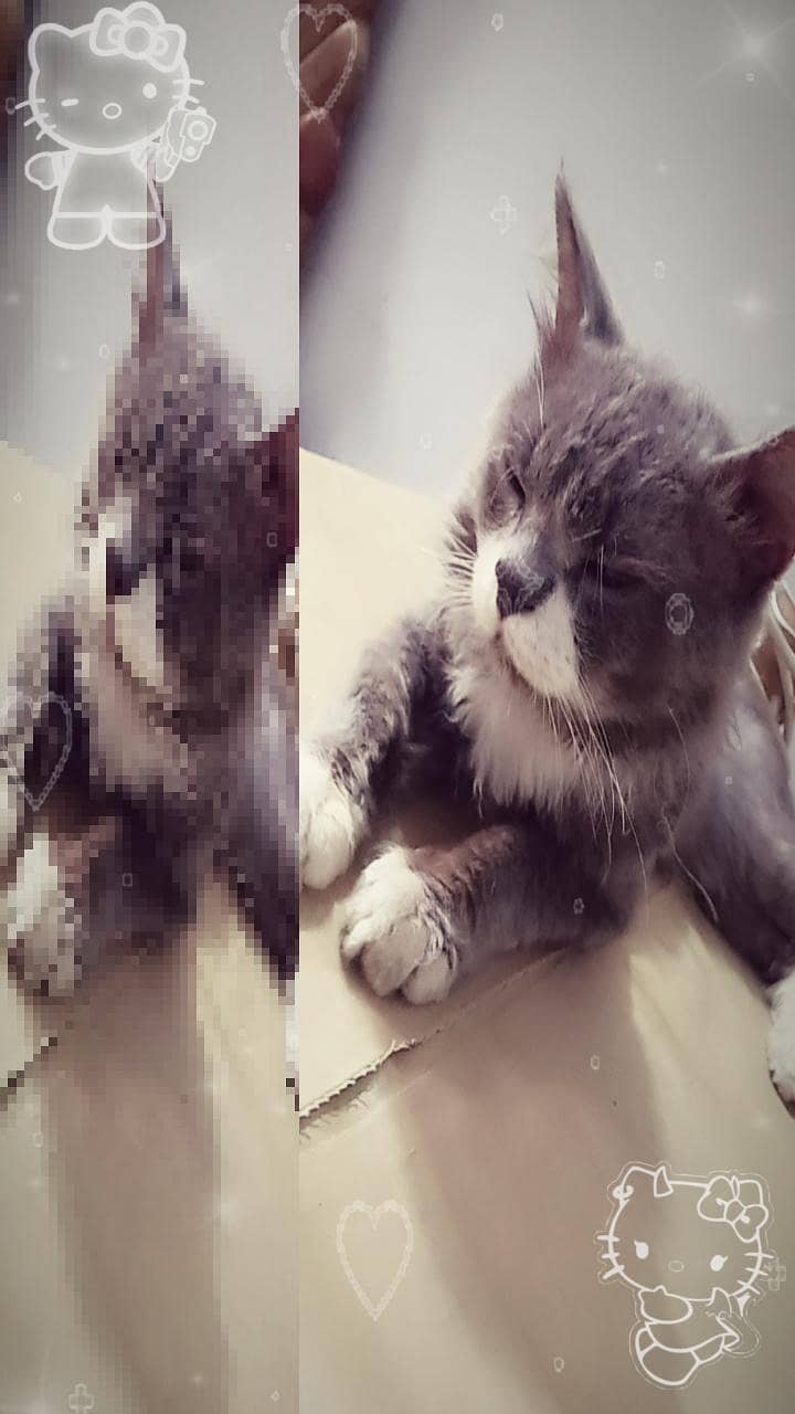 Melow 2