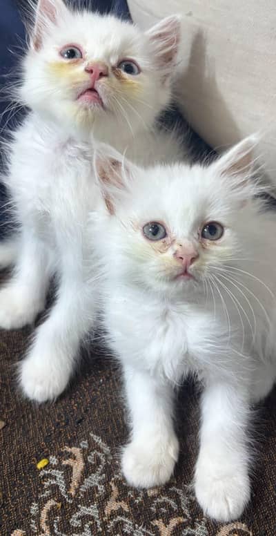 Persian Kittens available