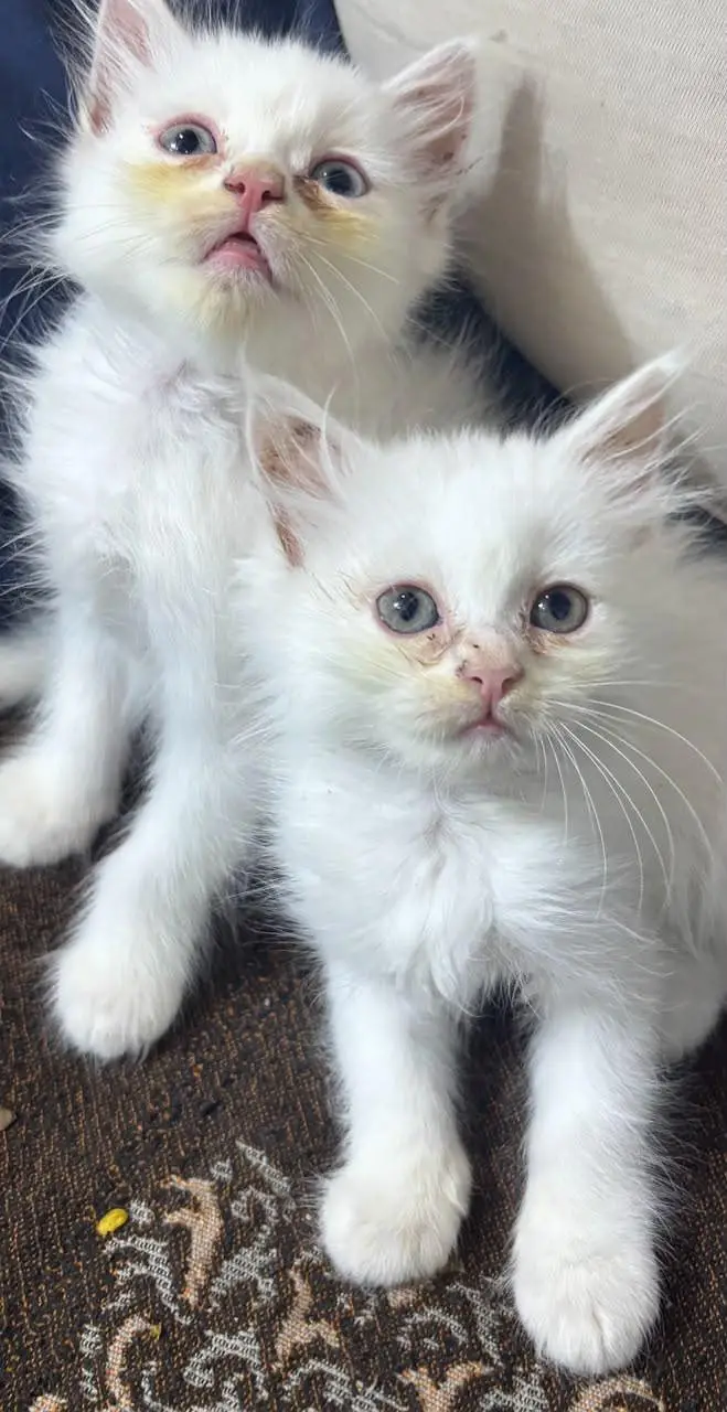 Persian Kittens available