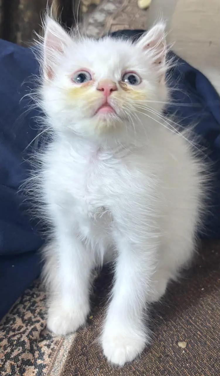 Persian Kittens available — photo 2
