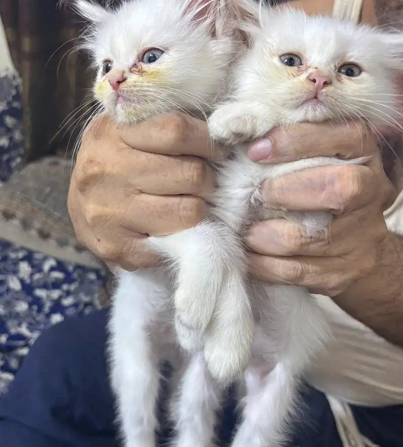Persian Kittens available — photo 3