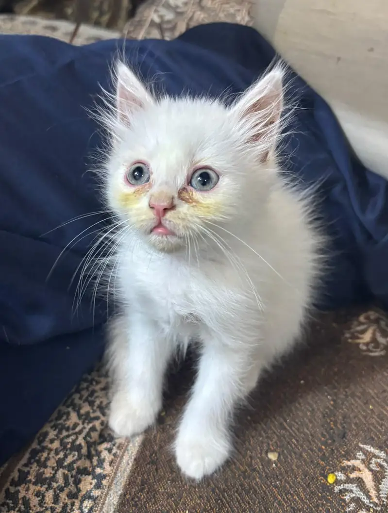Persian Kittens available — photo 4