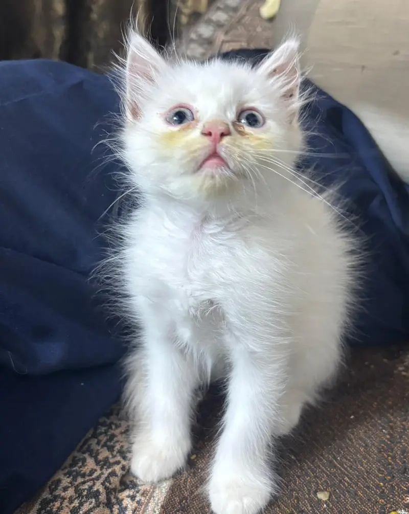 Persian Kittens available — photo 5