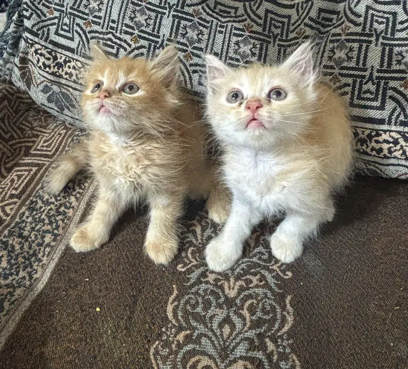 Persian Kittens available — photo 6