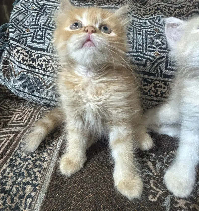 Persian Kittens available — photo 7