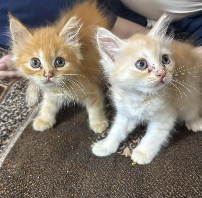 Persian Kittens available — photo 8