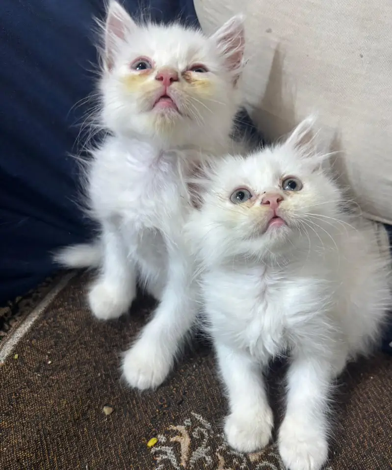 Persian Kittens available — photo 9