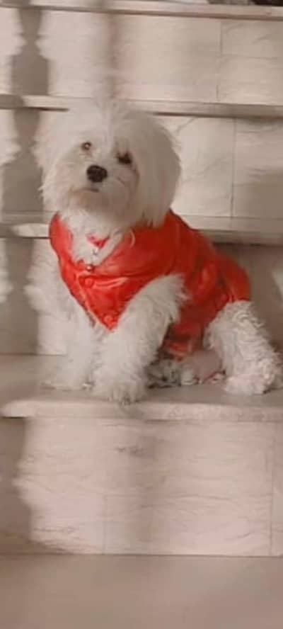 my female Maltese is in heat if anyone has a male shihtzu available 8