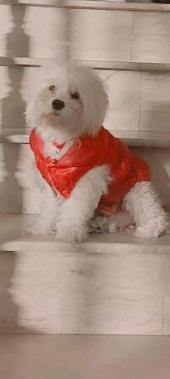 my female Maltese is in heat if anyone has a male shihtzu available 8