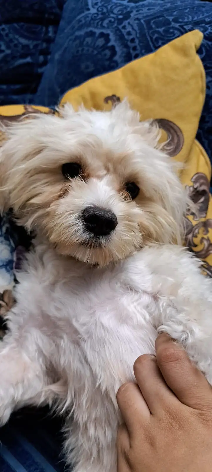 my female Maltese is in heat if anyone has a male shihtzu available 8 — photo 2