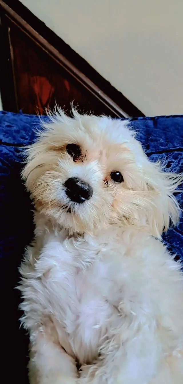 my female Maltese is in heat if anyone has a male shihtzu available 8 — photo 3