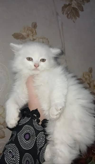 fazul msg koi na kara contact num 03214278036