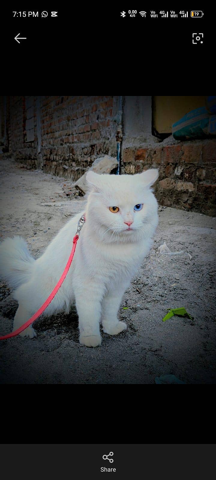 وائٹ بلی 1