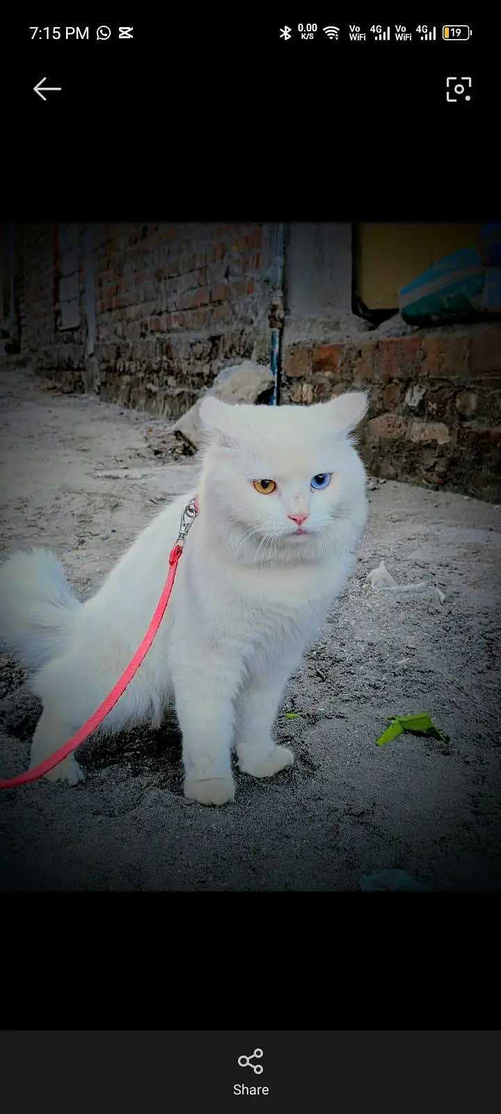 وائٹ بلی — photo 2